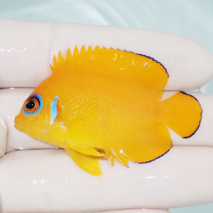 Bright yellow tropical fish with blue eye ring, held on a gloved hand.