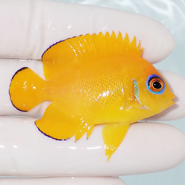 【現物1】レモンピール 5.5cm± !海水魚 ヤッコ 15時までのご注文で当日発送(t111