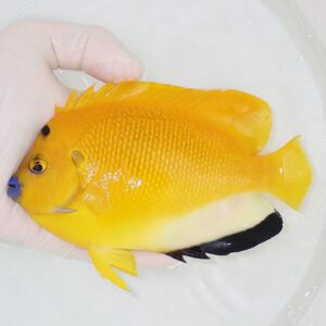 Yellow tropical fish with blue lips being held in a gloved hand over a white tub of water.