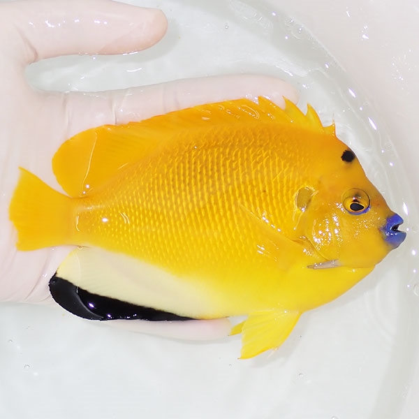 【現物4】シテンヤッコ 15cm± !海水魚 ヤッコ 15時までのご注文で当日発送(t111