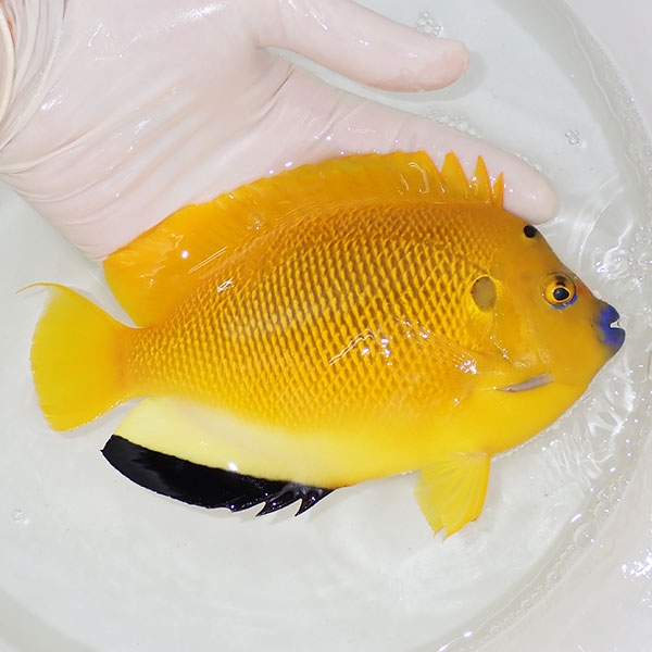 【現物5】シテンヤッコ 18cm± !海水魚 ヤッコ 15時までのご注文で当日発送(t111