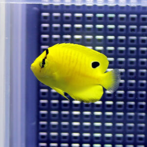 Bright yellow tropical fish with two black spots swimming in a blue aquarium background.