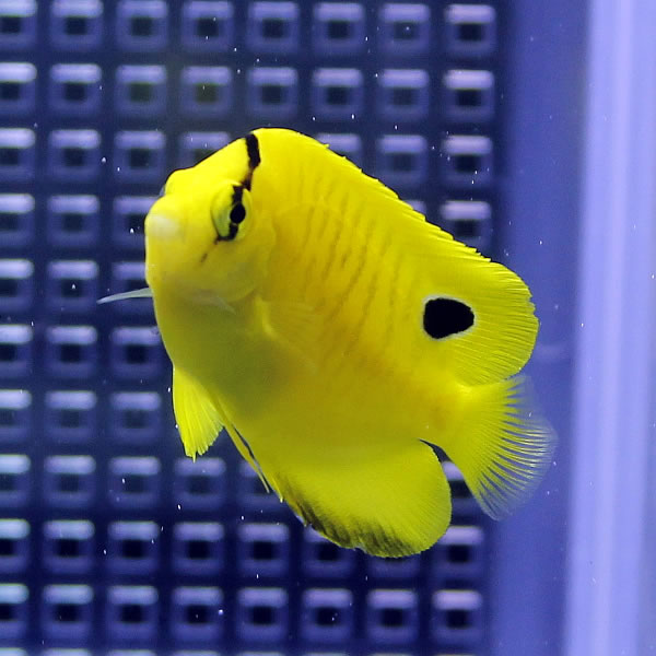 シテンヤッコ幼魚斑 5-7cm±!  海水魚 ヤッコ 15時までのご注文で当日発送(t111