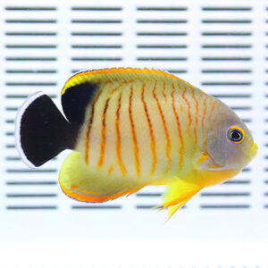 Bright yellow and orange-striped tropical fish swimming in front of a pale grid background.
