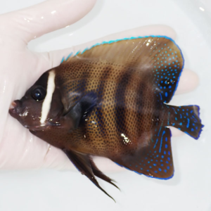 Brown tropical fish with bright blue spots and a white vertical stripe near its head, held in a gloved hand over a light basin.