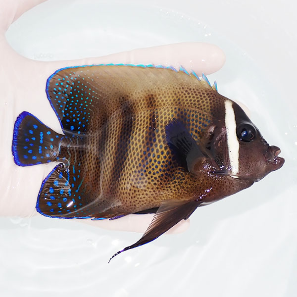 【現物5】ロクセンヤッコ 13.5cm!海水魚 ヤッコ 餌付け!15時までのご注文で当日発送(t111(t207