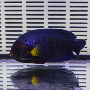 Blue aquarium fish with yellow fins swimming near a vented white background, its reflection visible on the water surface.