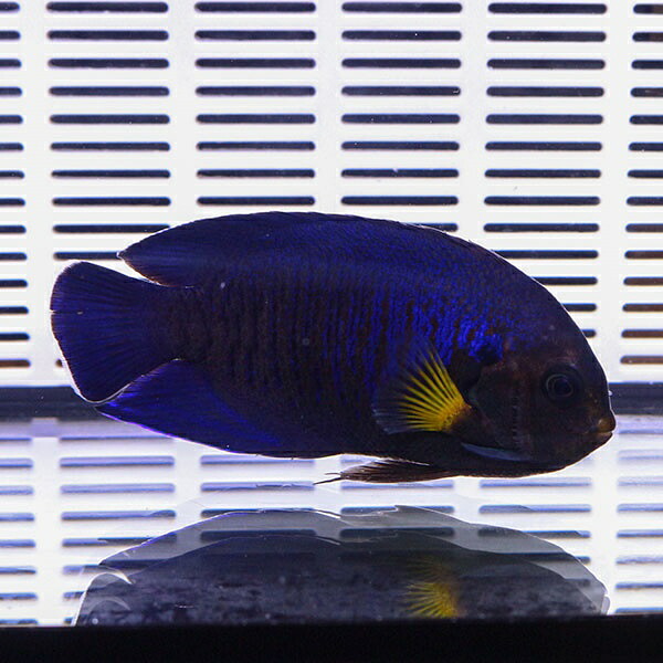 イエローフィンエンゼル 6-8cm! 海水魚 ヤッコ 15時までのご注文で当日発送(t111