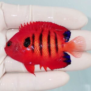 Red tropical fish with black vertical bars being held in a gloved hand, orange fins and blue-tipped dorsal fin visible.