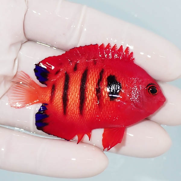 【現物12】粒エサOK 顔スレ有りフレームエンゼル 6.5cm! 海水魚 ヤッコ 15時までのご注文で当日発送(t111(t207