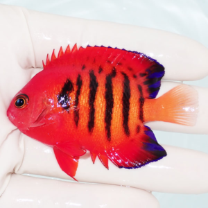 Small red tropical fish with black vertical stripes being held in a gloved hand in a shallow tank, orange tail fins touch the fingered hand.