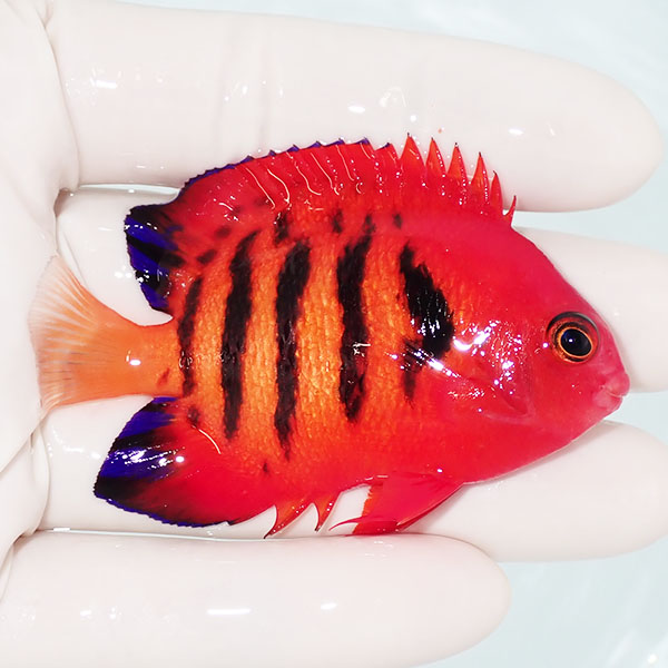 【現物2】フレームエンゼル 7cm! 海水魚 ヤッコ 15時までのご注文で当日発送(t111(t207