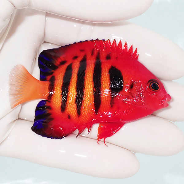 【現物3】フレームエンゼル 7cm!海水魚 ヤッコ 15時までのご注文で当日発送(t111(t207