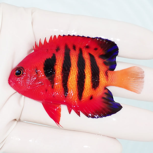 【現物3】フレームエンゼル 7cm!海水魚 ヤッコ 15時までのご注文で当日発送(t111(t207