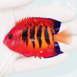 Red tropical fish with bold black vertical stripes and purple-edged fins held by gloved fingers.