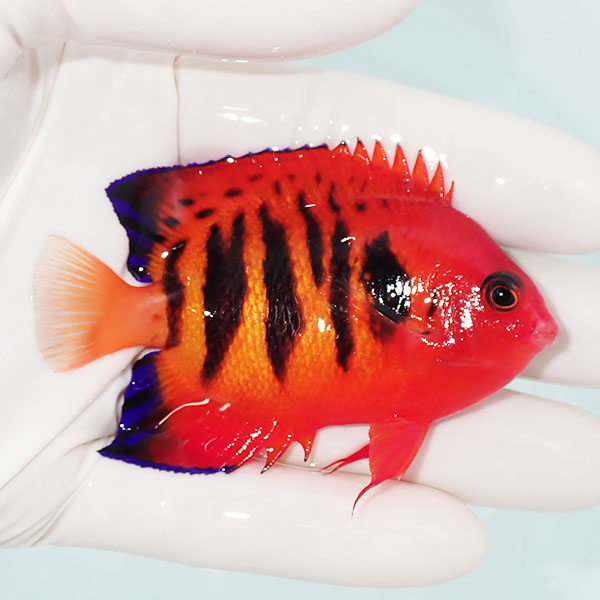 【現物4】フレームエンゼル 7.5cm! 海水魚 ヤッコ 15時までのご注文で当日発送(t111(t207