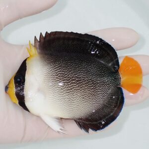 Small tropical fish held in a white glove; dark upper body with a white speckled belly, yellow face, and orange tail.