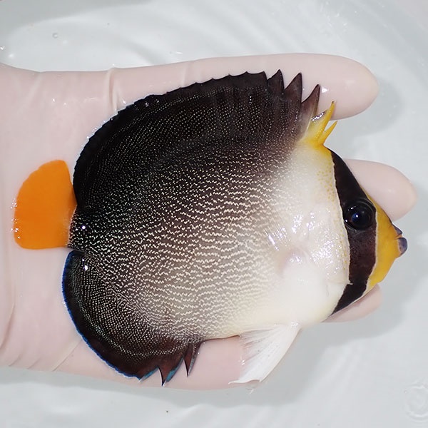 【現物1】チリメンヤッコ 10.5cm±! 海水魚 ヤッコ 15時までのご注文で当日発送(t111(t207