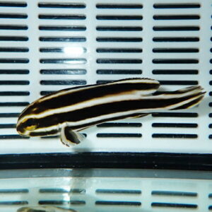 Striped black-and-white fish swimming in front of a white slotted background inside an aquarium, visible reflection below.