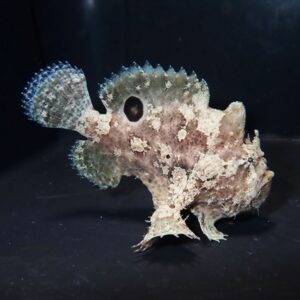 Leafy, camouflaged fish with jagged dorsal fin and beige-brown mottling against a dark background.