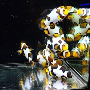 Group of clownfish with white bodies, orange faces, and brown patches swimming in a glass aquarium with reflections on the bottom surface.
