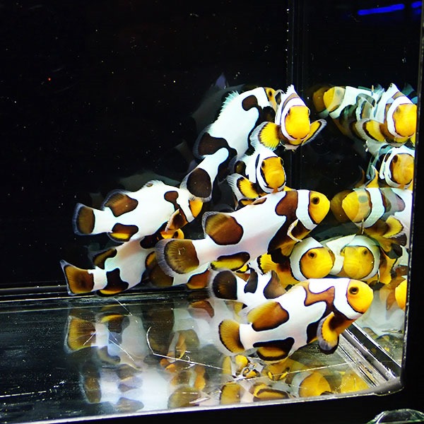 粒エサ餌付け済み ブラックピカソクラウン【1匹】4.5-5.5cm±  個体指定不可! 海水魚 クマノミ 15時までのご注文で当日発送(t115
