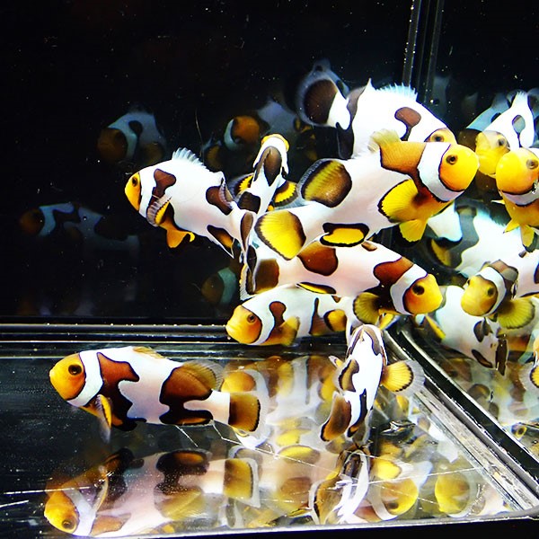 粒エサ餌付け済み ブラックピカソクラウン【1匹】4.5-5.5cm±  個体指定不可! 海水魚 クマノミ 15時までのご注文で当日発送(t115