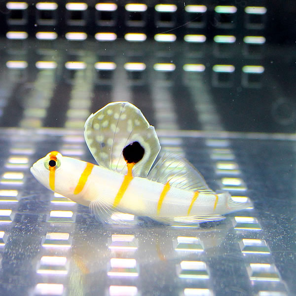 ニチリンダテハゼ 4-6cm± !海水魚 ハゼ 15時までのご注文で当日発送(t121