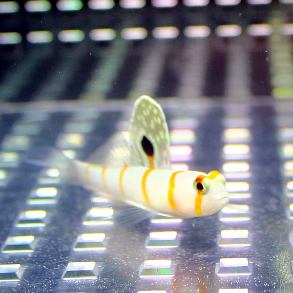 ニチリンダテハゼ 4-6cm± !海水魚 ハゼ 15時までのご注文で当日発送(t121