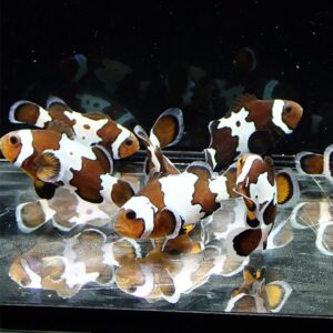 Group of orange and white clownfish swimming in a glass aquarium, with reflections on the water surface.