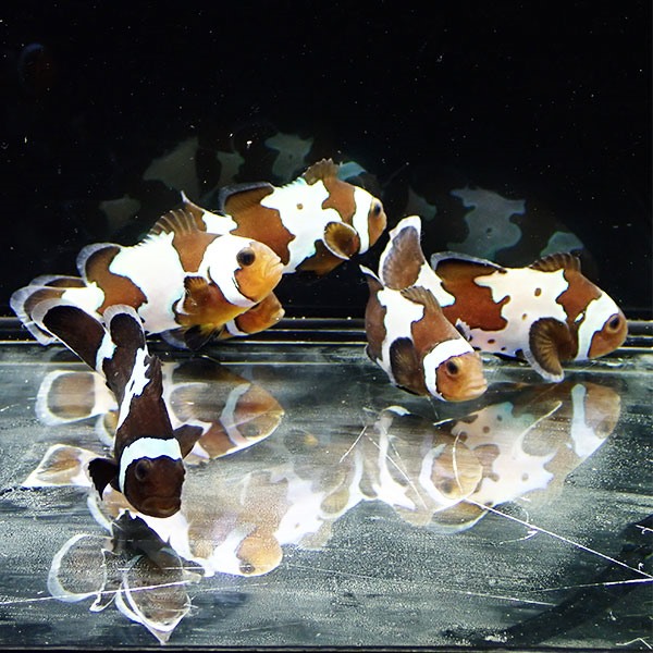 ブラックアイスオセラリス【1匹】3-4cm± 色指定不可! 海水魚 クマノミ 餌付け 15時までのご注文で当日発送(t115(t207