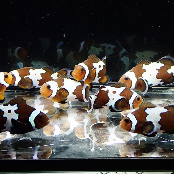 ブラックアイスオセラリス【1匹】3-4cm± 色指定不可! 海水魚 クマノミ 餌付け 15時までのご注文で当日発送(t115(t207