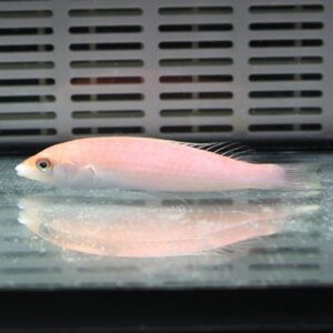 Pink fish swimming in an aquarium with a gray vented background behind it and a reflective glass surface below it.