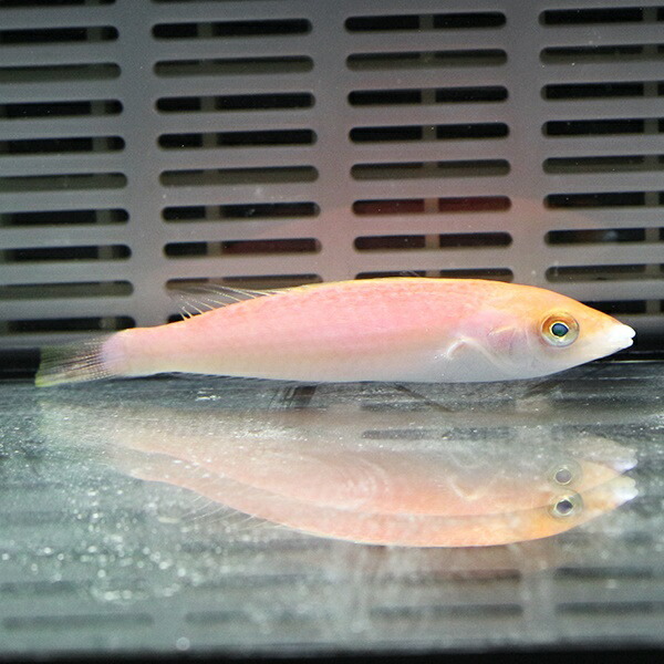 オグロベラ ♀ 6-8cm! 海水魚 ベラ 15時までのご注文で当日発送(t122