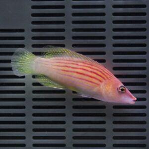 Pinkish-orange tropical fish with red horizontal stripes swimming against a dark vented background in an aquarium setting.