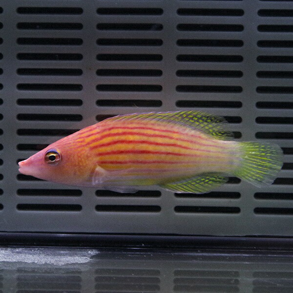 ヤスジニセモチノウオ 5-7cm± ! 海水魚 ベラ 15時までのご注文で当日発送(t122