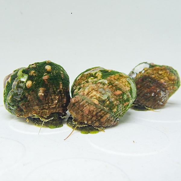 スガイ 苔とり スーパーシッタカ 30個セット! クリーナー 貝 【15時までのご注文で当日発送】(t130