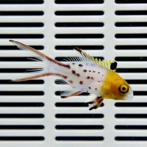 Small tropical fish with a yellow head and white body with brown spots swimming in front of a vented white grate.