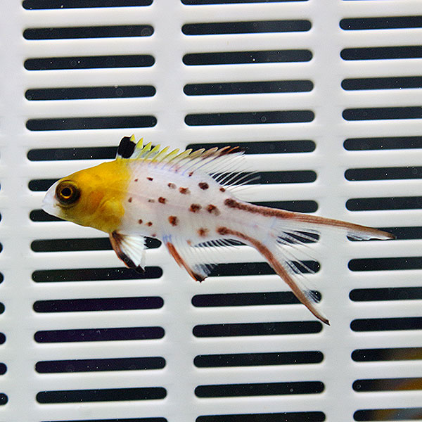 ヒオドシベラ 6-8cm±! 海水魚 ベラ !15時までのご注文で当日発送(t122