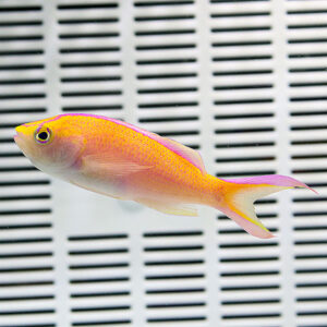 Bright yellow-pink tropical fish swimming in front of a white striped background (likely aquarium vent/grill).