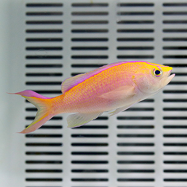 コウリンハナダイ オス 5-7cm± ! 海水魚 ハナダイ 15時までのご注文で当日発送【PHセール対象】(t118