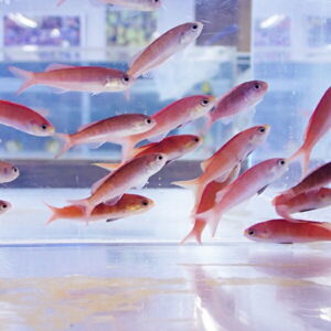 A school of pinkish-orange fish swimming together in a clear aquarium tank.