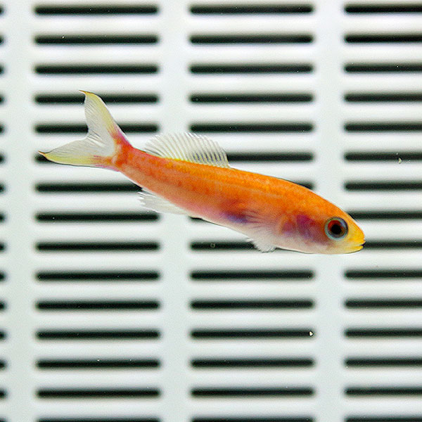 ミナミハナダイ 5-7cm± ! 海水魚 ハナダイ 15時までのご注文で当日発送(t118