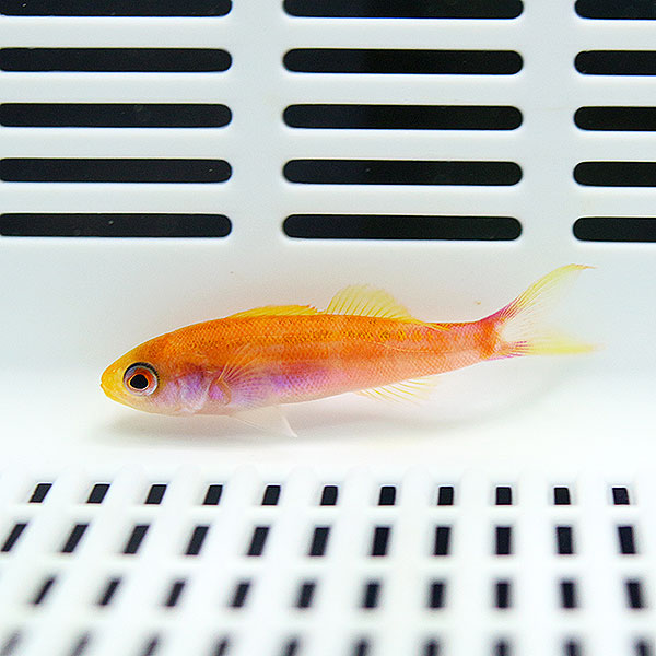 ミナミハナダイ 5-7cm± ! 海水魚 ハナダイ 15時までのご注文で当日発送(t118