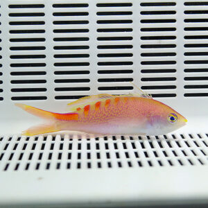 Small pink-orange fish with orange vertical stripes swimming along a white perforated surface in an aquarium