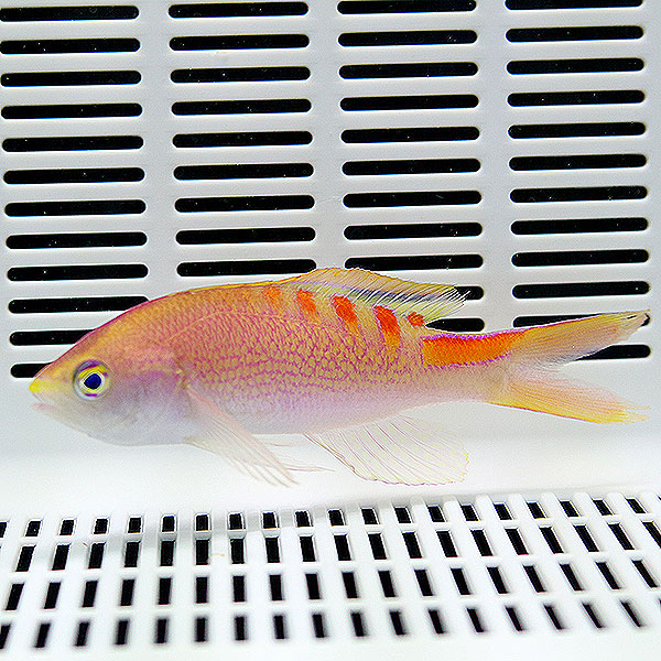 タイガークィーンアンティアス 5-7cm 1匹! 海水魚 ハナダイ  15時までのご注文で当日発送(t118