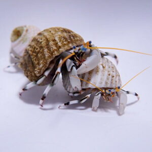 Two small hermit crabs with pale blue legs and long orange antennae on striped beige shells against a white background.