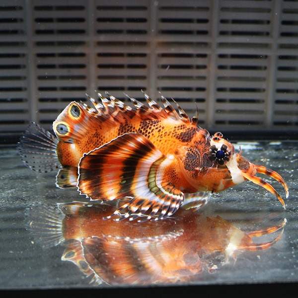 ヒレボシミノカサゴ 8-10cm±! 海水魚 カサゴ 15時までのご注文で当日発送【カサゴ】