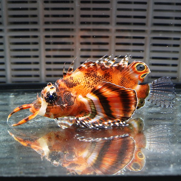 ヒレボシミノカサゴ 8-10cm±! 海水魚 カサゴ 15時までのご注文で当日発送【カサゴ】