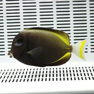 Dark brown fish with yellow dorsal edge and tail, swimming in a white, grate-patterned background.